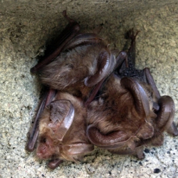 European Protected Species (EPS) Bats and Planning - Pembrokeshire