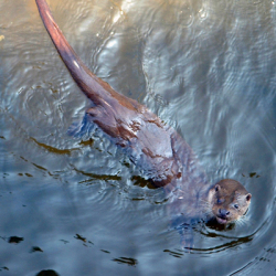 European Protected Species (EPS) Otters and Planning - Pembrokeshire